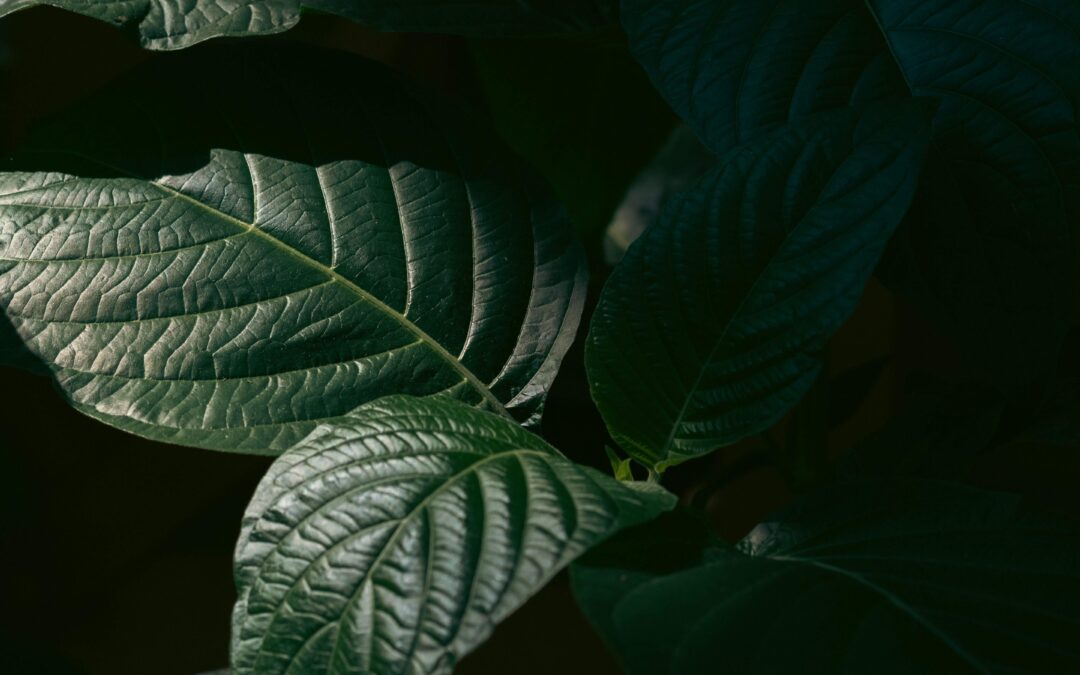 What Is the Kratom Withdrawal Timeline and How Does Outpatient Rehab Help?
