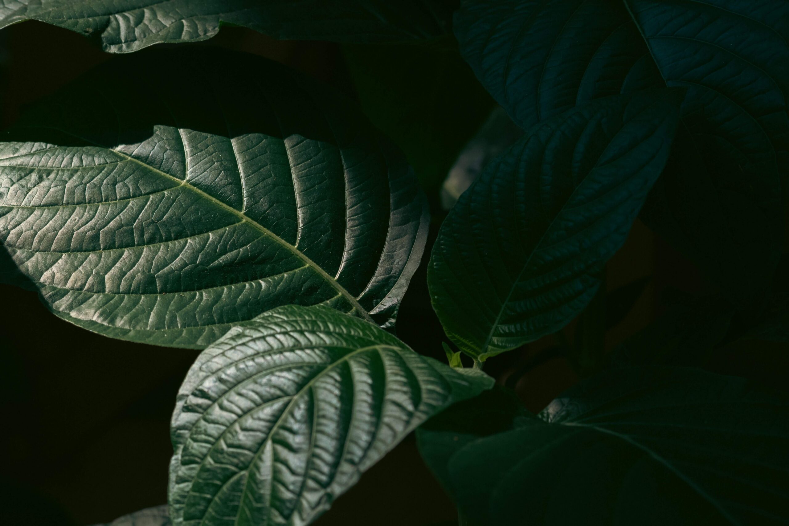 kratom addicction treatment orange county ca